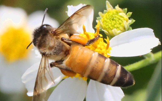 apis dorsata madu hutan makassar