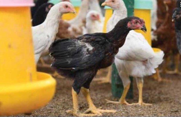 ayam joper