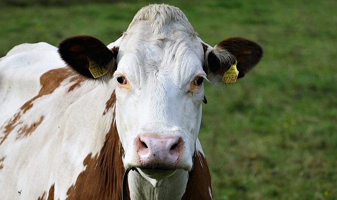 4 Jenis Sapi Unggul Dengan Keuntungan Maksimal